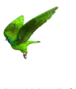 Fantasy Bird