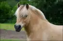 for horseland new players