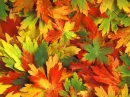 Autum