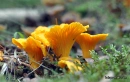 Autum Kantareller 