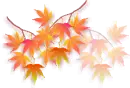 A Beautiful Autum