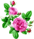 Rosa Ros