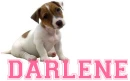 DARLENE