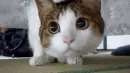cutedog