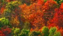 Fall Background