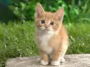 Kitten