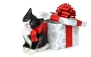 Lovely cat