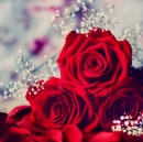 Red Roses