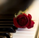Rose on Paino