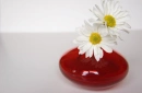Daisies