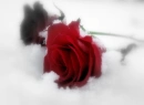 Frozen Rose