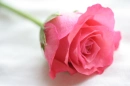 Pink Rose