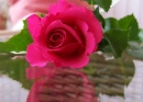 Reflected Rose