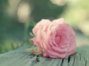 Pink Flower