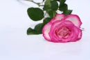 Pink Rose