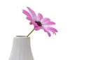 Soft Flower