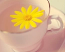 Yellow Daisy