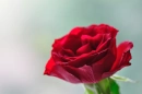 Red Rose