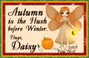 Daisy