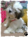cute dog sitting