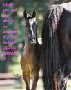 End Horse Slaughter