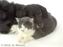 dog and cat