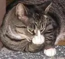 F U Cat