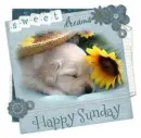 happy sunday
