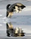 Wolf plays with his reflection