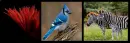Three photo color