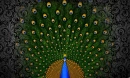 peacock art background