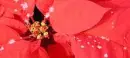 online winter flower