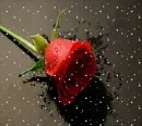 rose and snow
