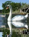 Swan