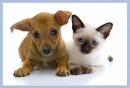 chihuahua and simes cat