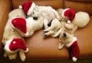 dogs