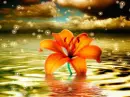 orange flower