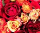 red flowers