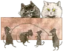 cat