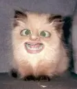 funny cat