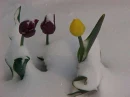tulips in the snow
