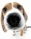 cute! dogs