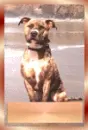 Cute gold plated dog
