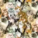 Cats - background