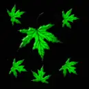 Leaf - background - aut