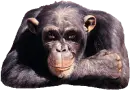 Ape Monkey