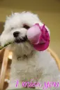 puppy 
