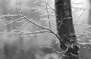 snowing