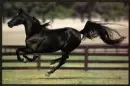 horses