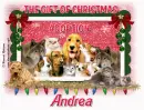 Andrea
